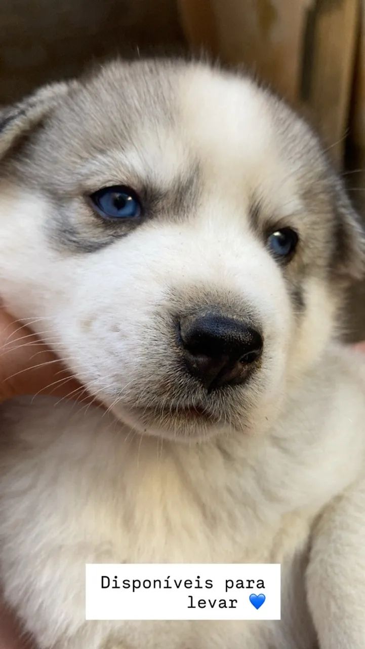 HUSKY SIBERIANO 