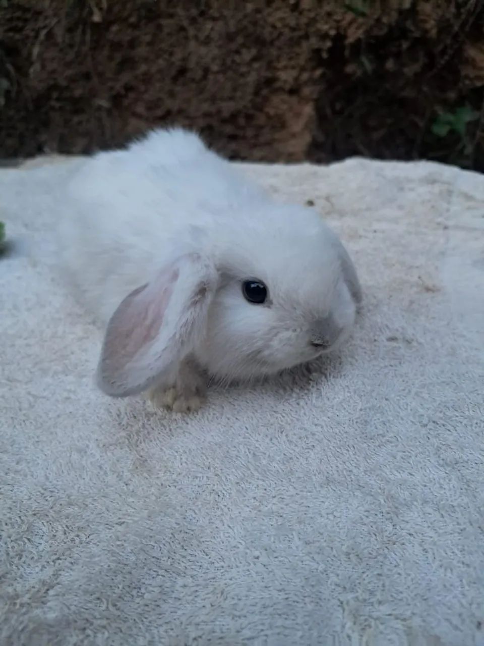coelho mini lope 