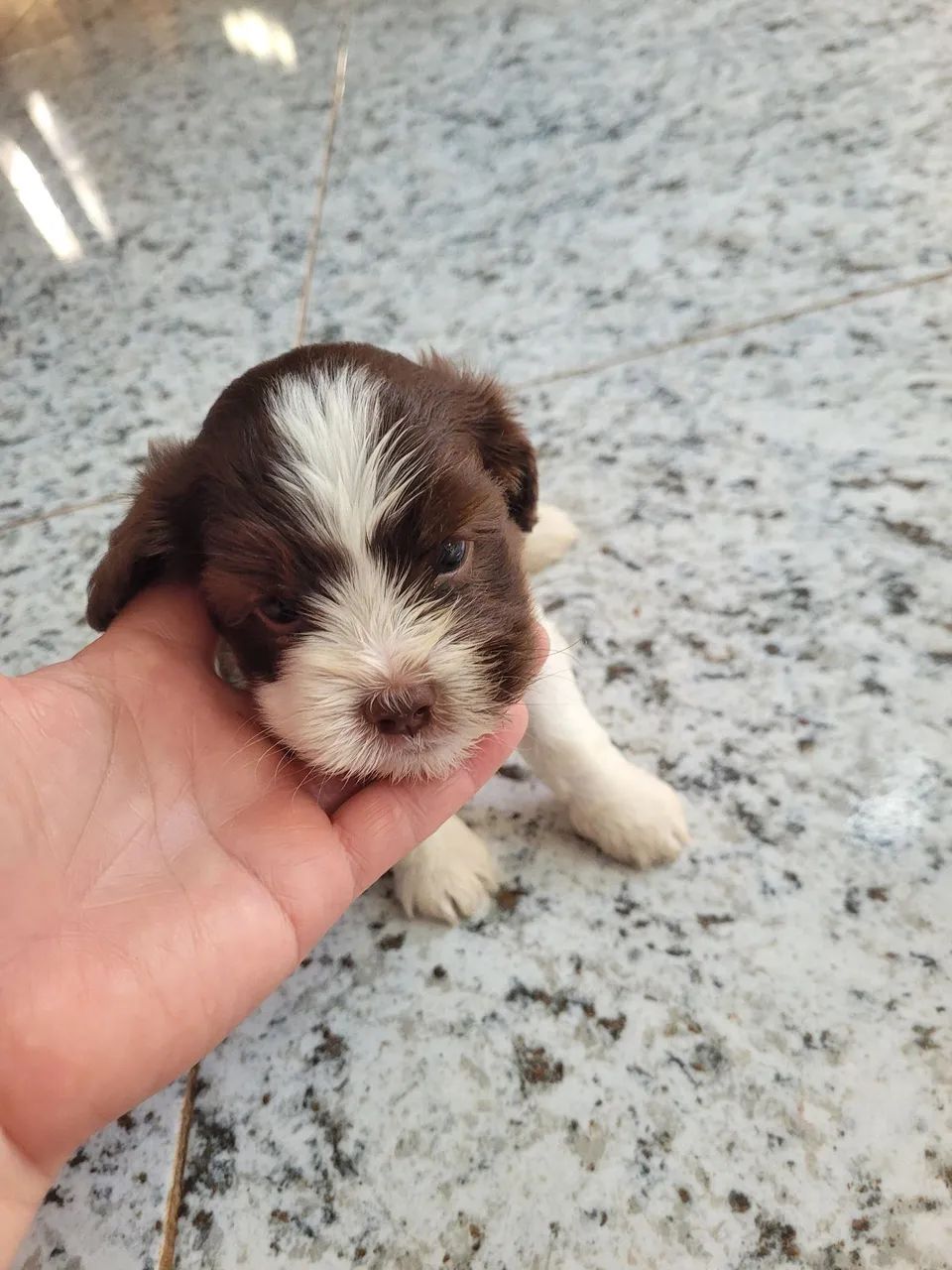 Filhote de shitsu com o macho  - Foto 3