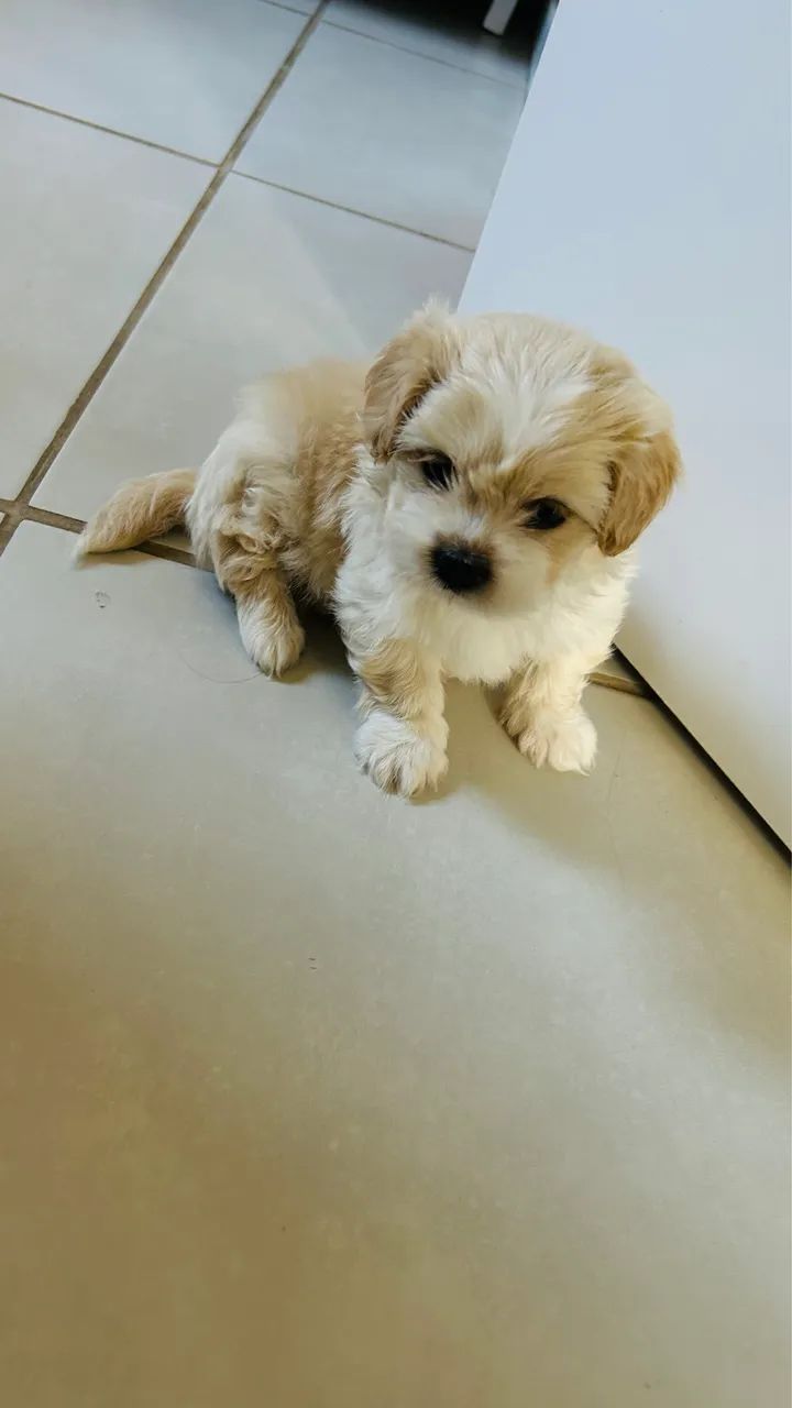 Shihtzu  - Foto 6