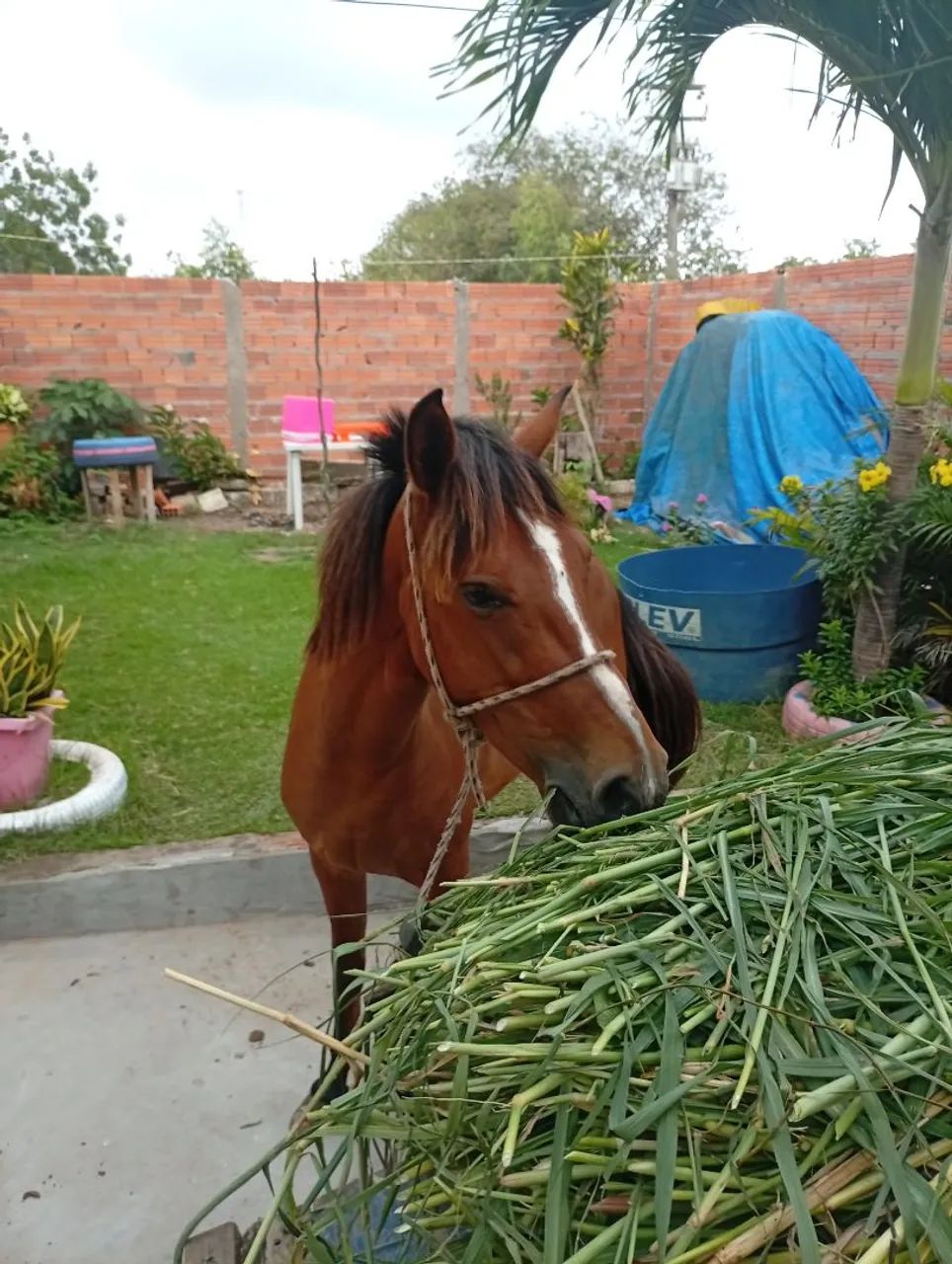 Carroça e Égua - Foto 3