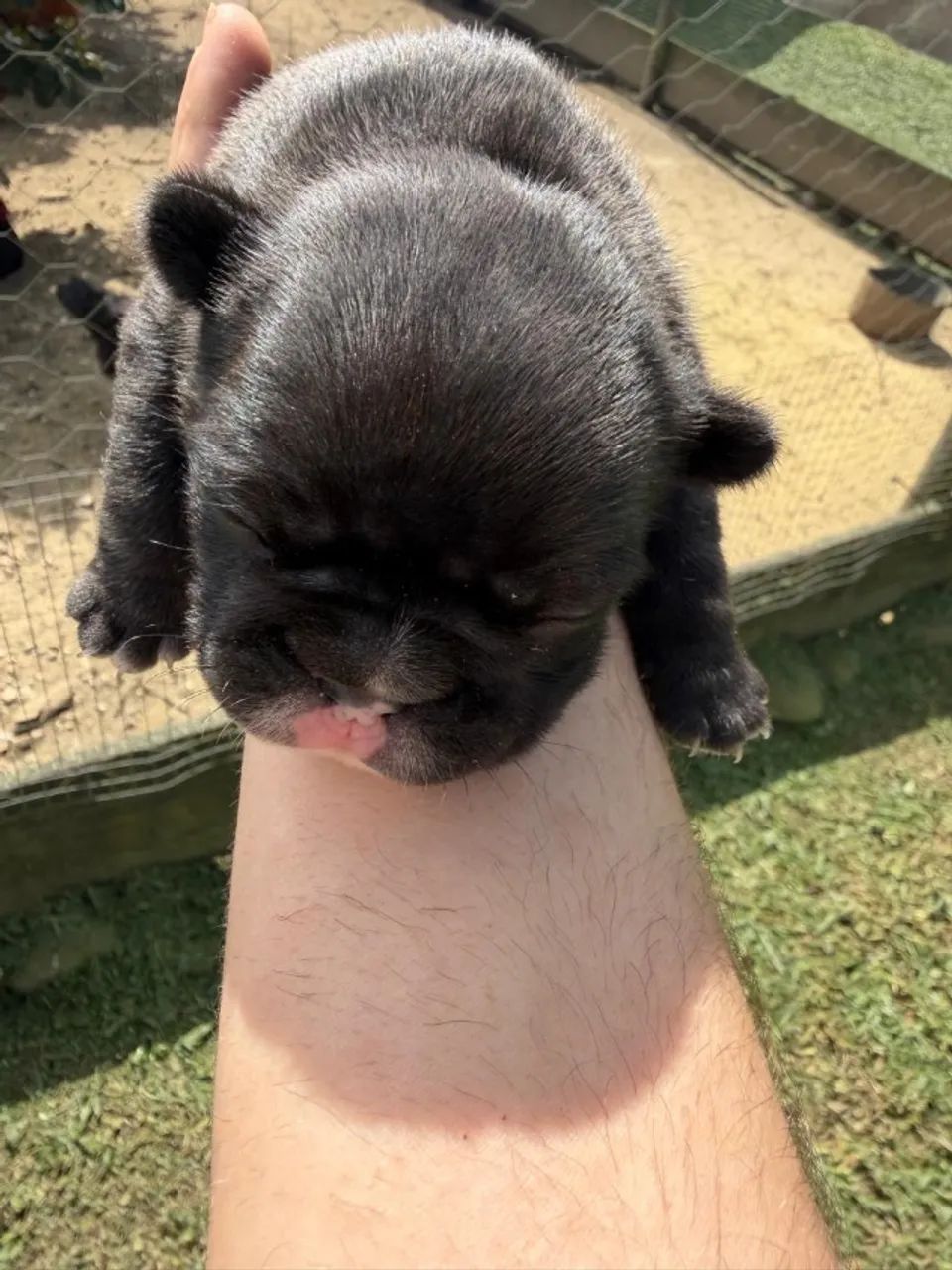 Buldogue francês 
