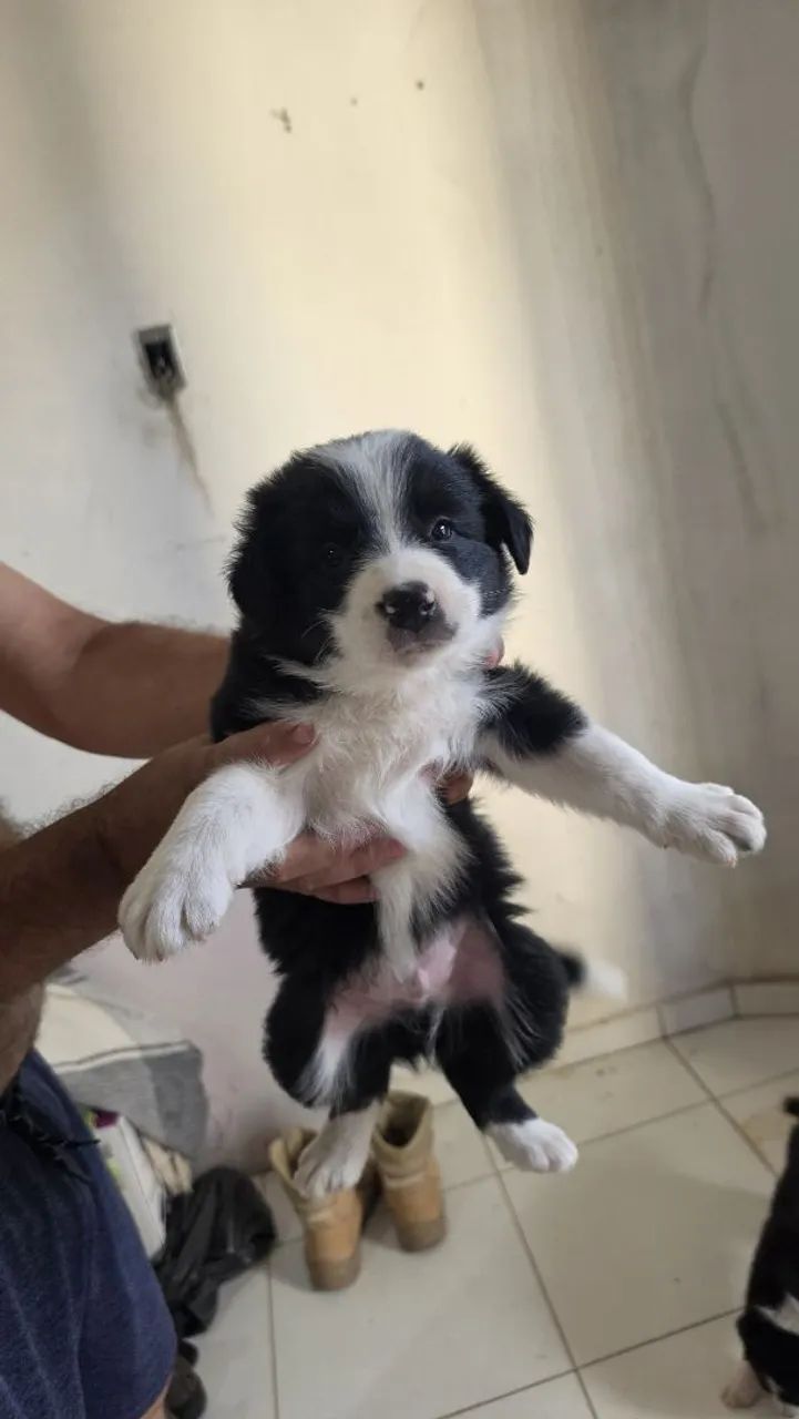 Border collie  - Foto 3