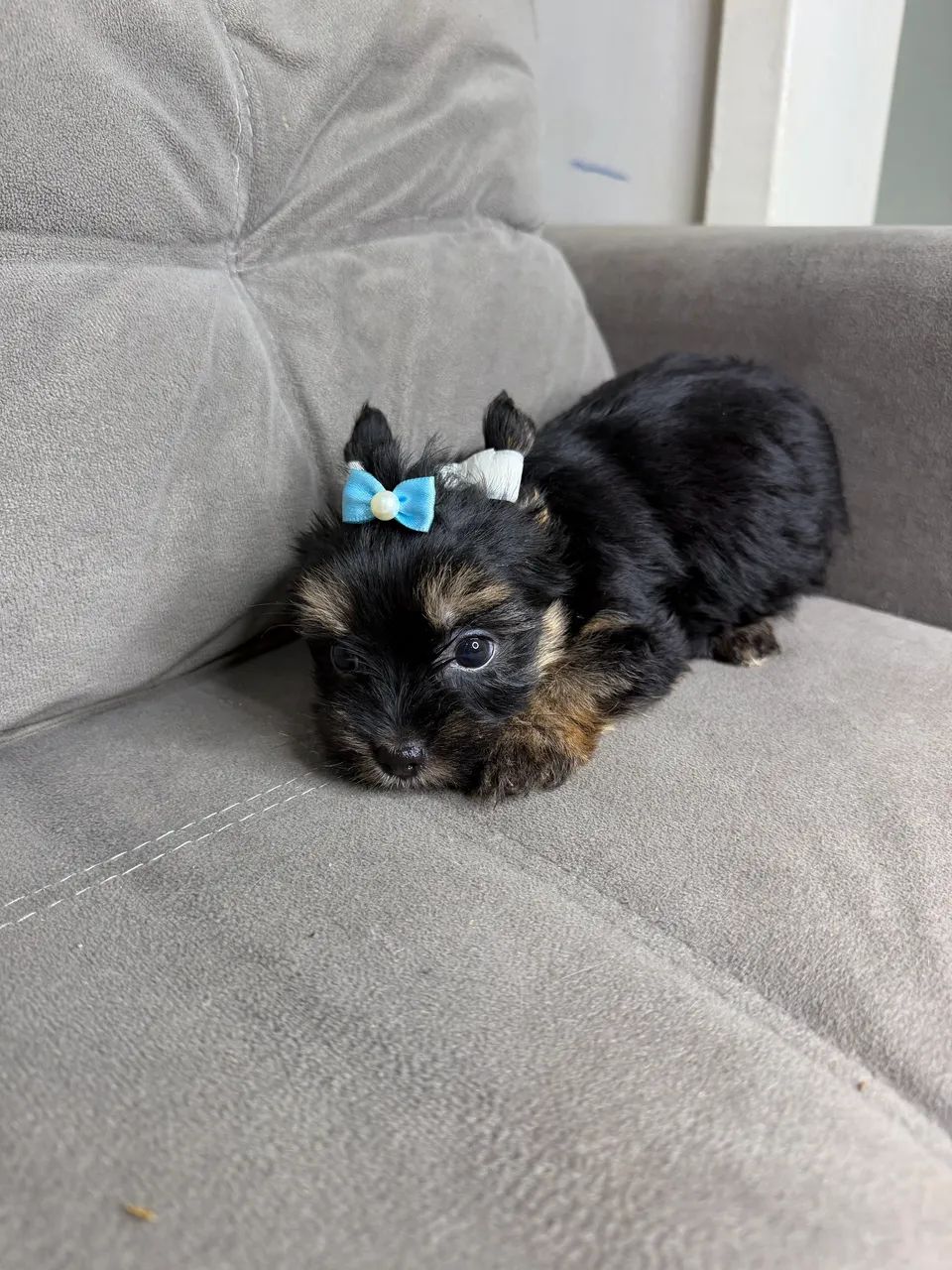 Yorkshire machinho  - Foto 2