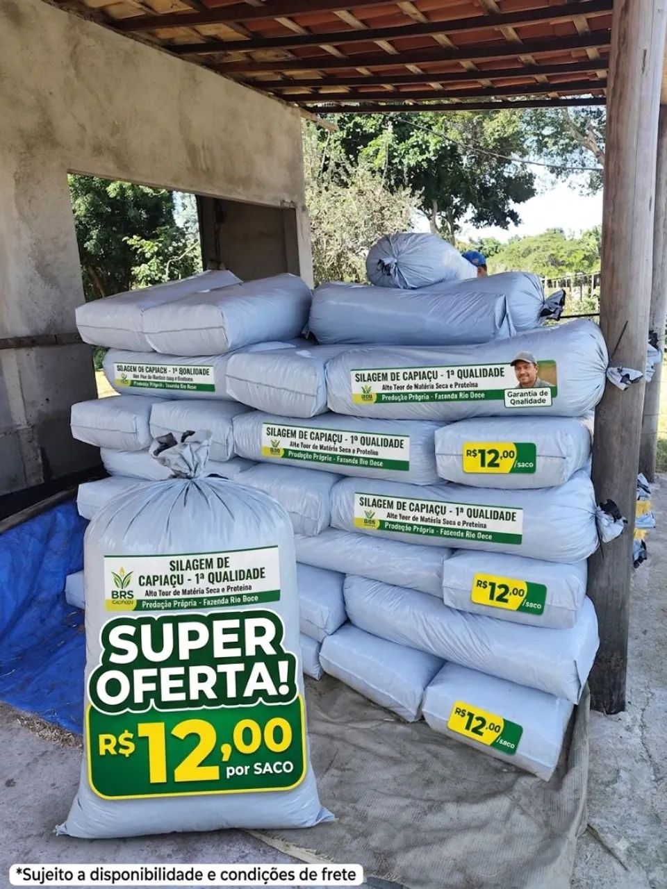 Silagem de capiaçu 