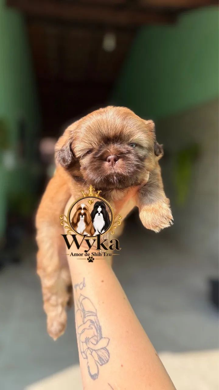 Shihtzu - Foto 3
