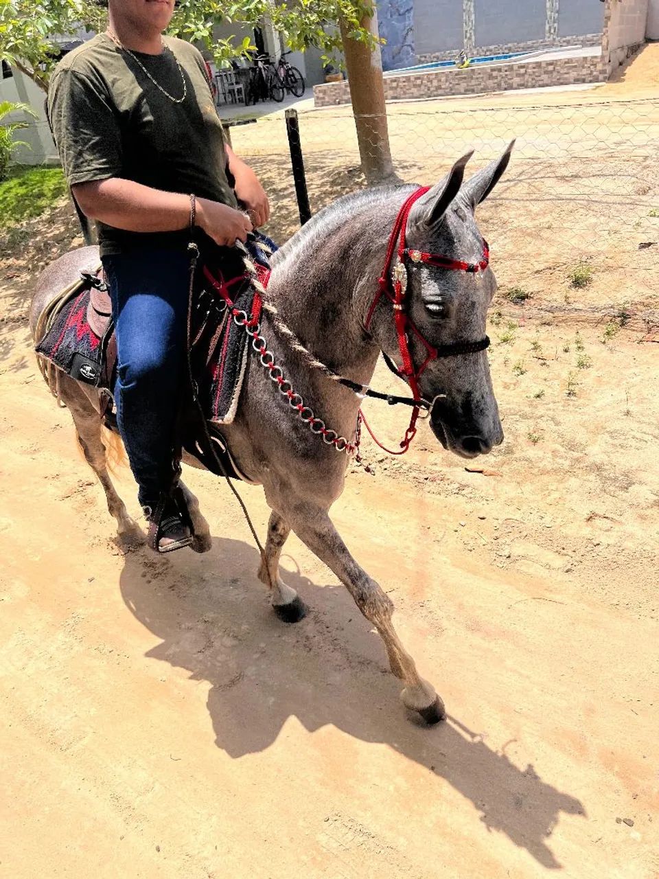 Égua mangalarga machador  - Foto 4