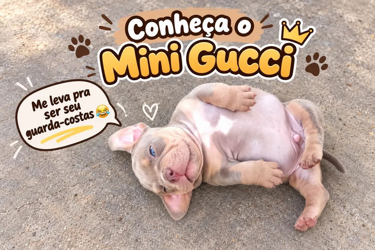 American Bully Micro - Foto 2