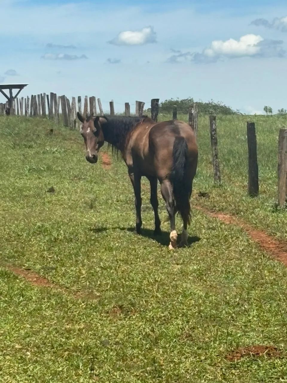 Égua criola com quarto de milha - Foto 3