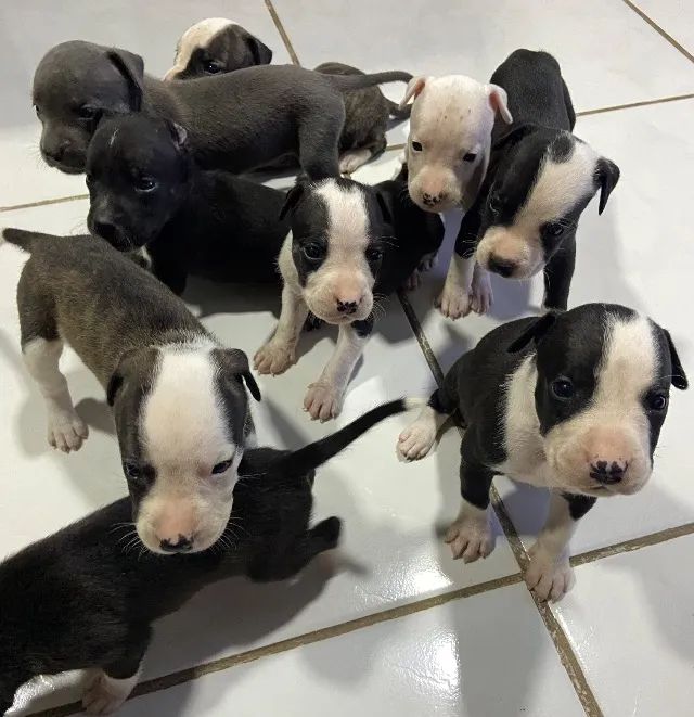 Filhotes Pitbull terrier  - Foto 3