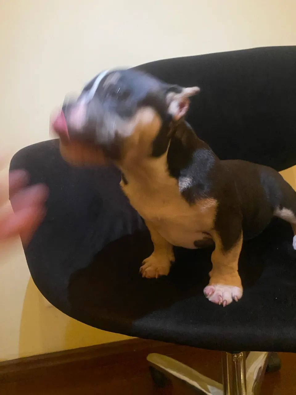 Filhote American Bully  - Foto 3