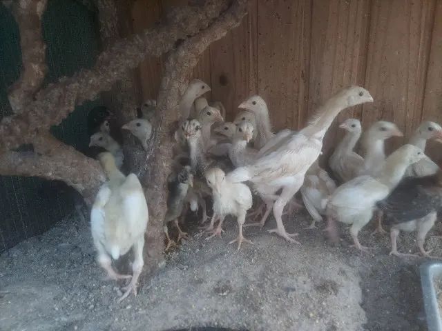 Pintinhos - Foto 2
