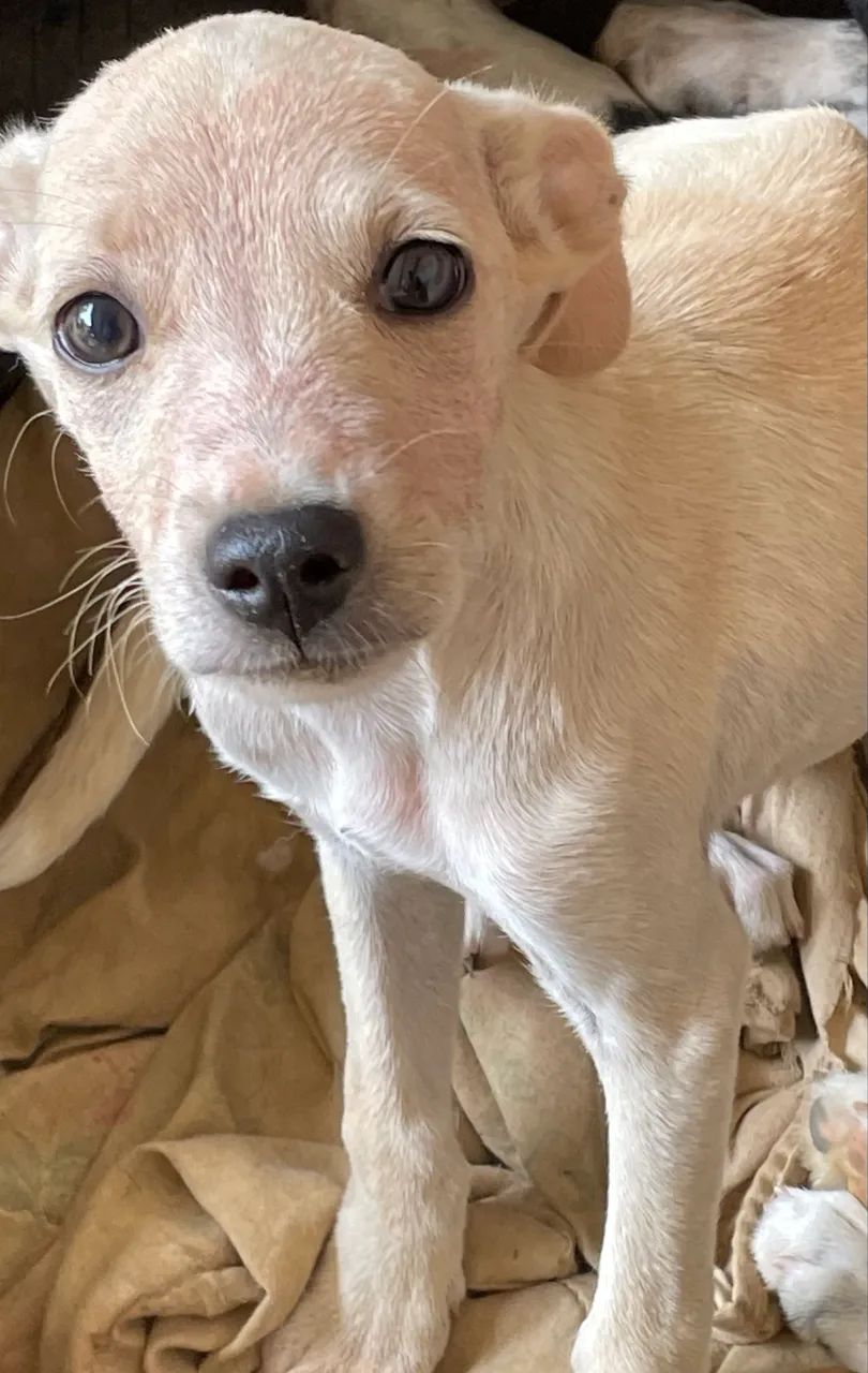 Doa-se filhote de cachorro - Foto 3