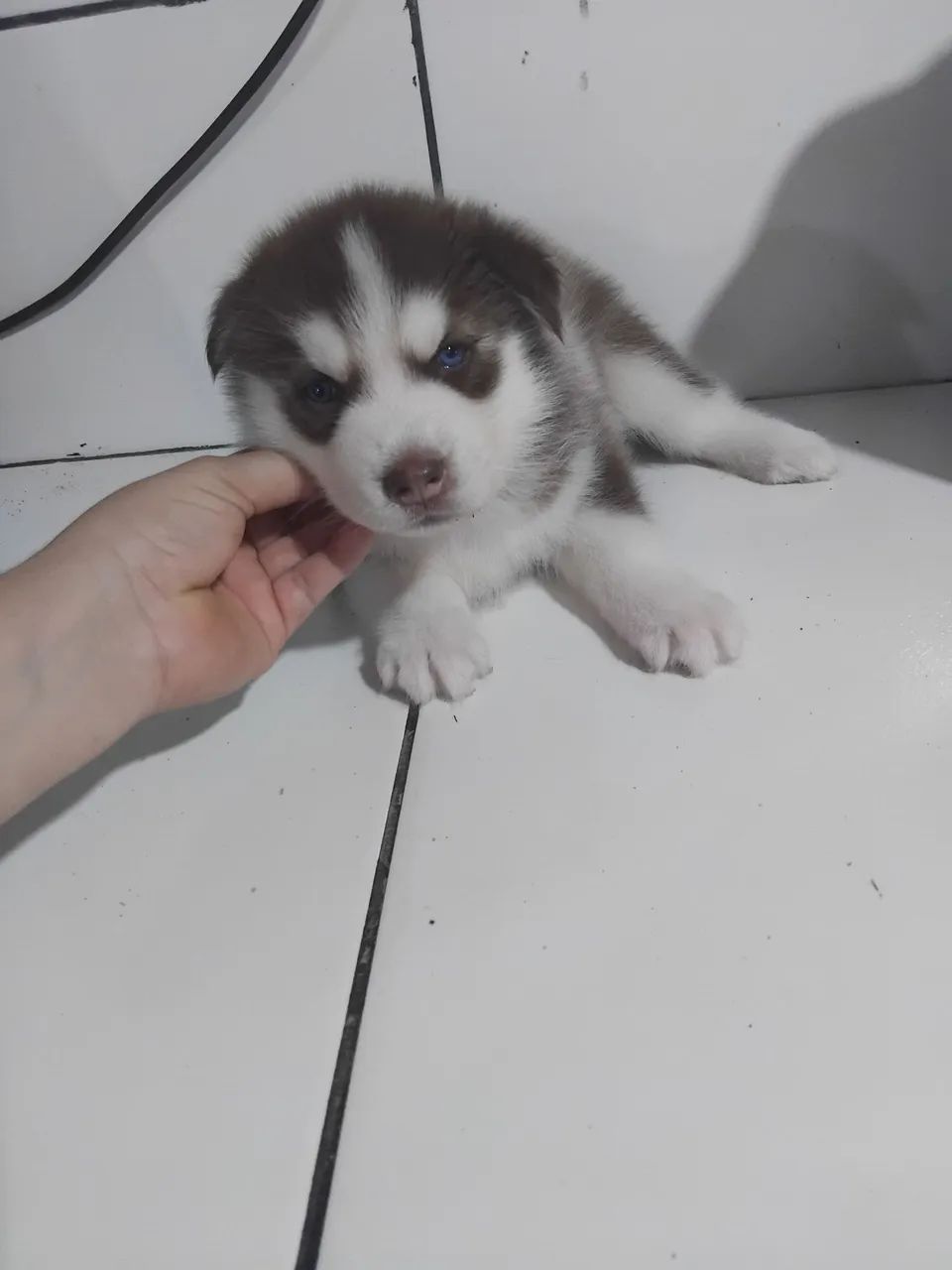 Cachorro - Foto 2
