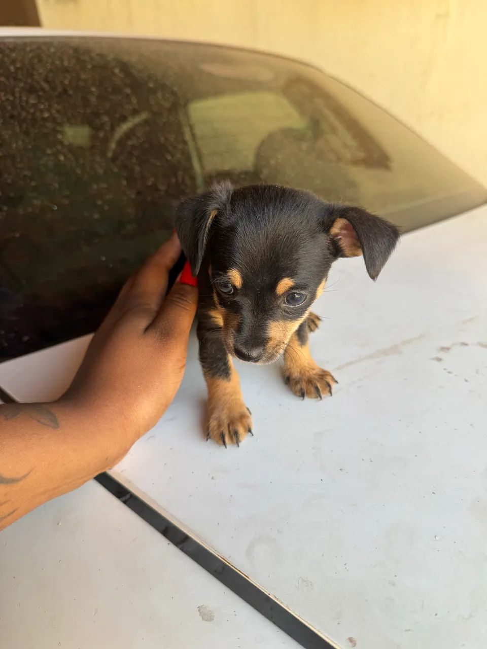 Pinscher fêmea  - Foto 3