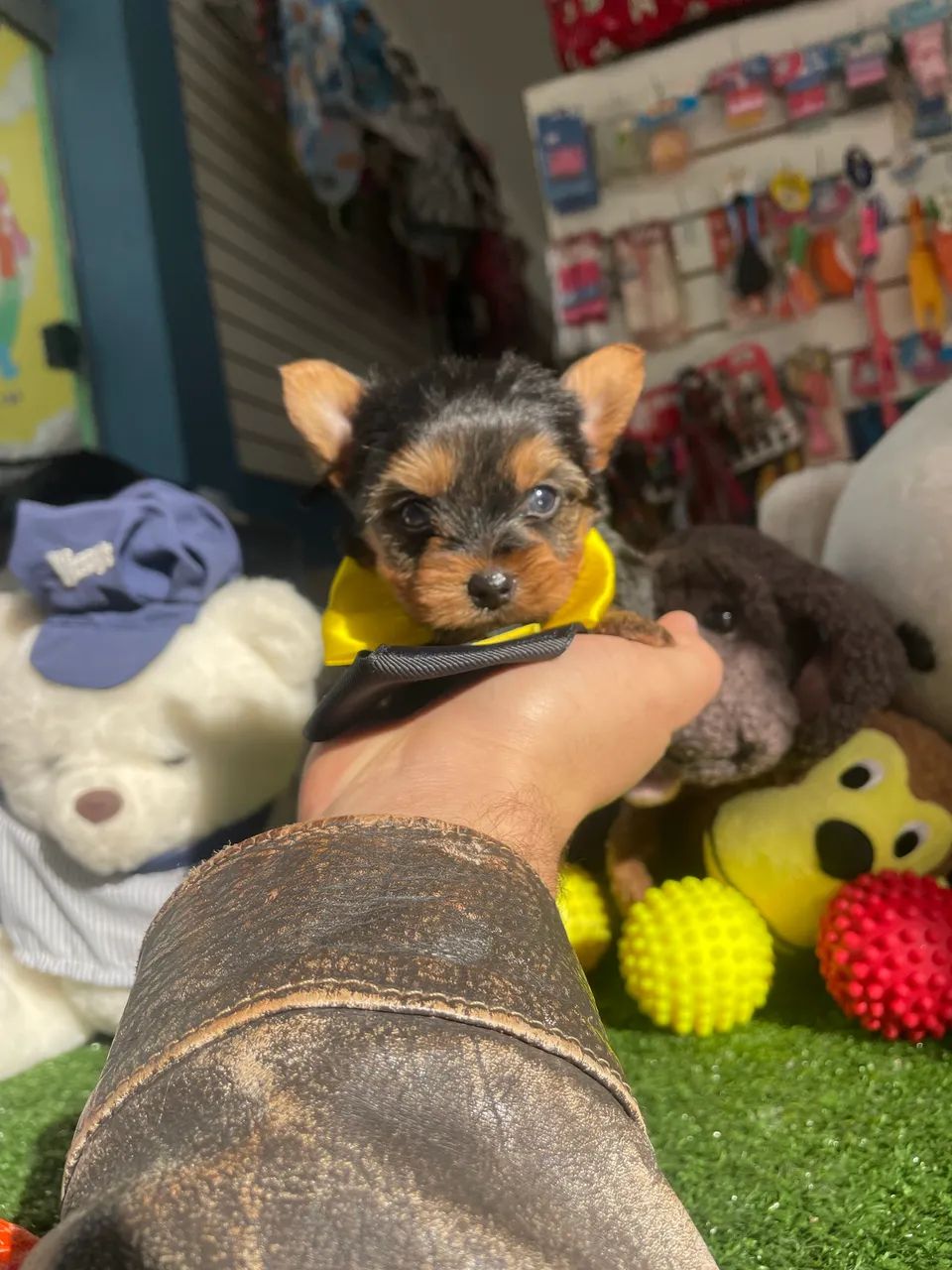 Yorkshire macho micro $2.100,00