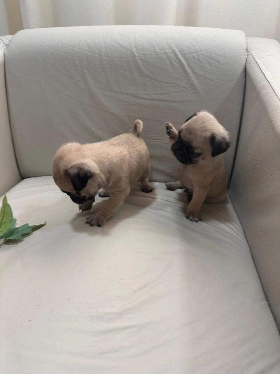 Filhotes de pug - Foto 4