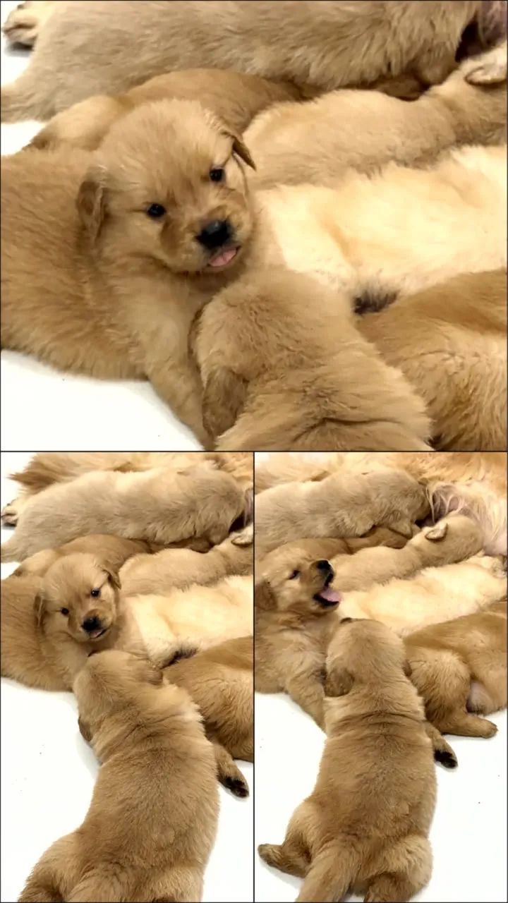 Golden retrieve cachorro - Foto 2