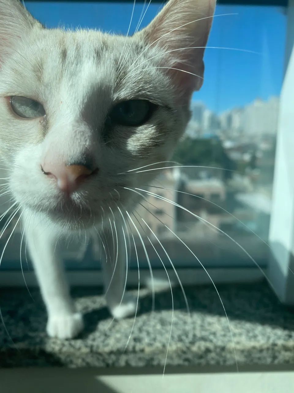 Doação Responsável Gatinha 5 meses - Foto 4