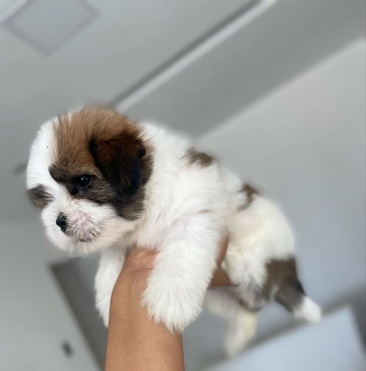 Shihtzu machinho - Foto 4