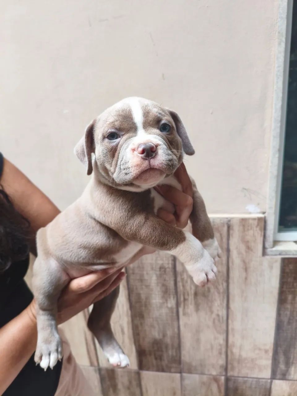 FILHOTES DE AMERICAN BULLY POCKET - Foto 5