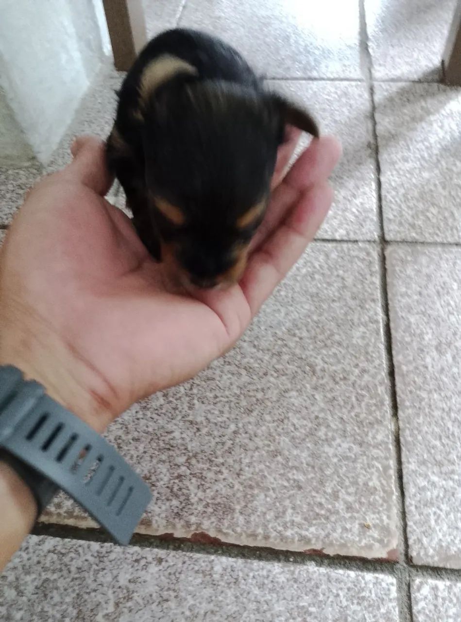 Filhotes yorkshire terrier  - Foto 2