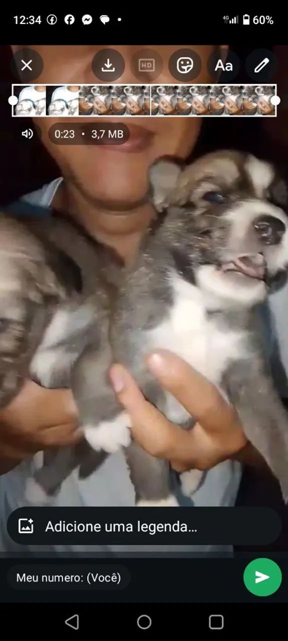 Husky siberiano - Foto 4