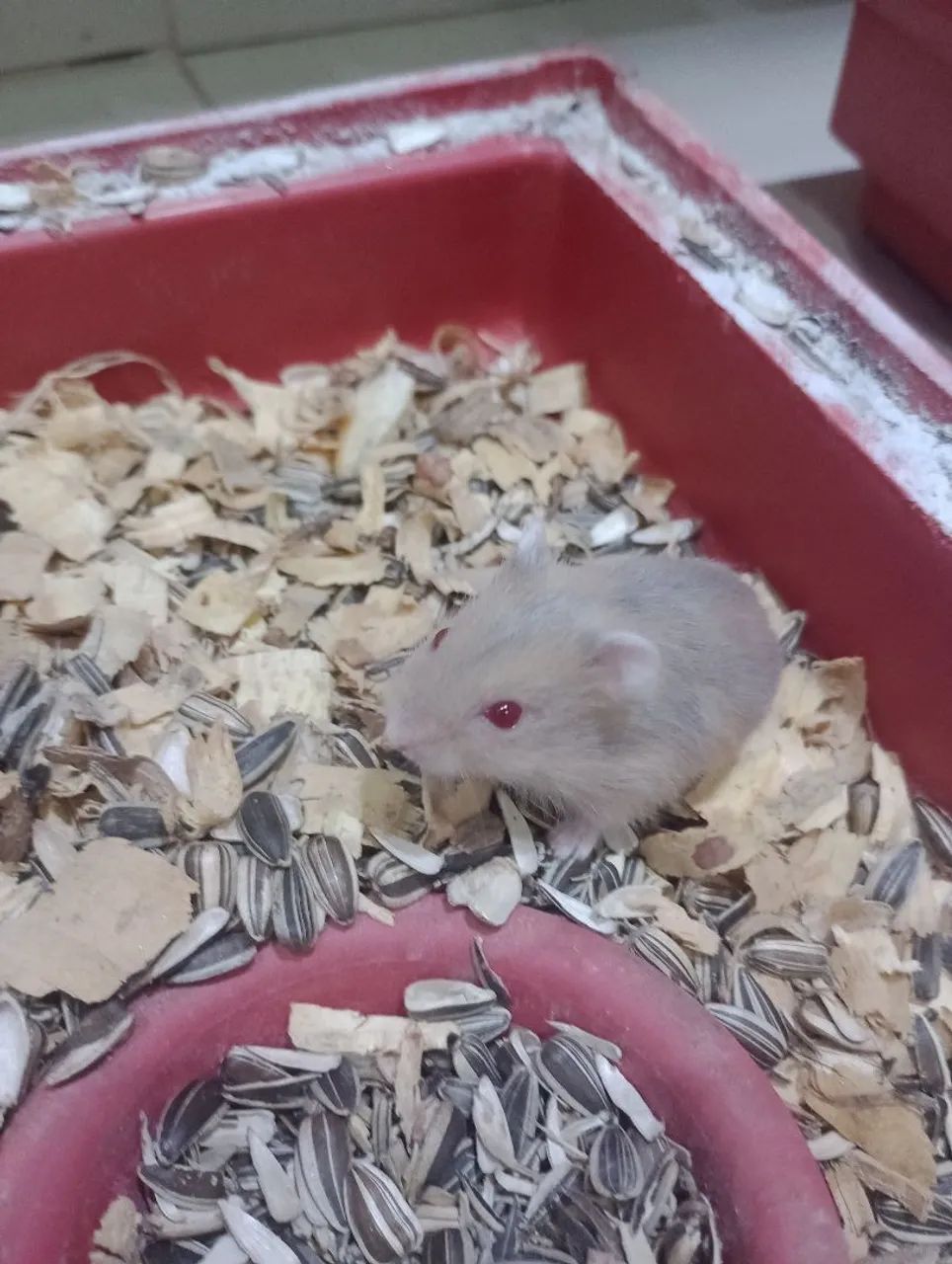 Hamster anão russo  - Foto 5