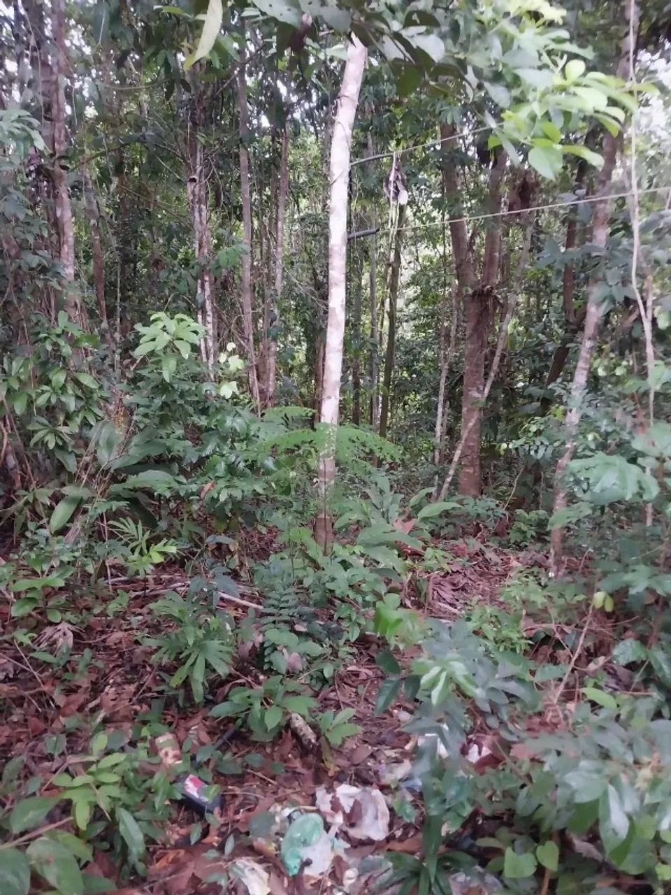 LINDO TERRENO COM IGARAPÉ - Foto 2