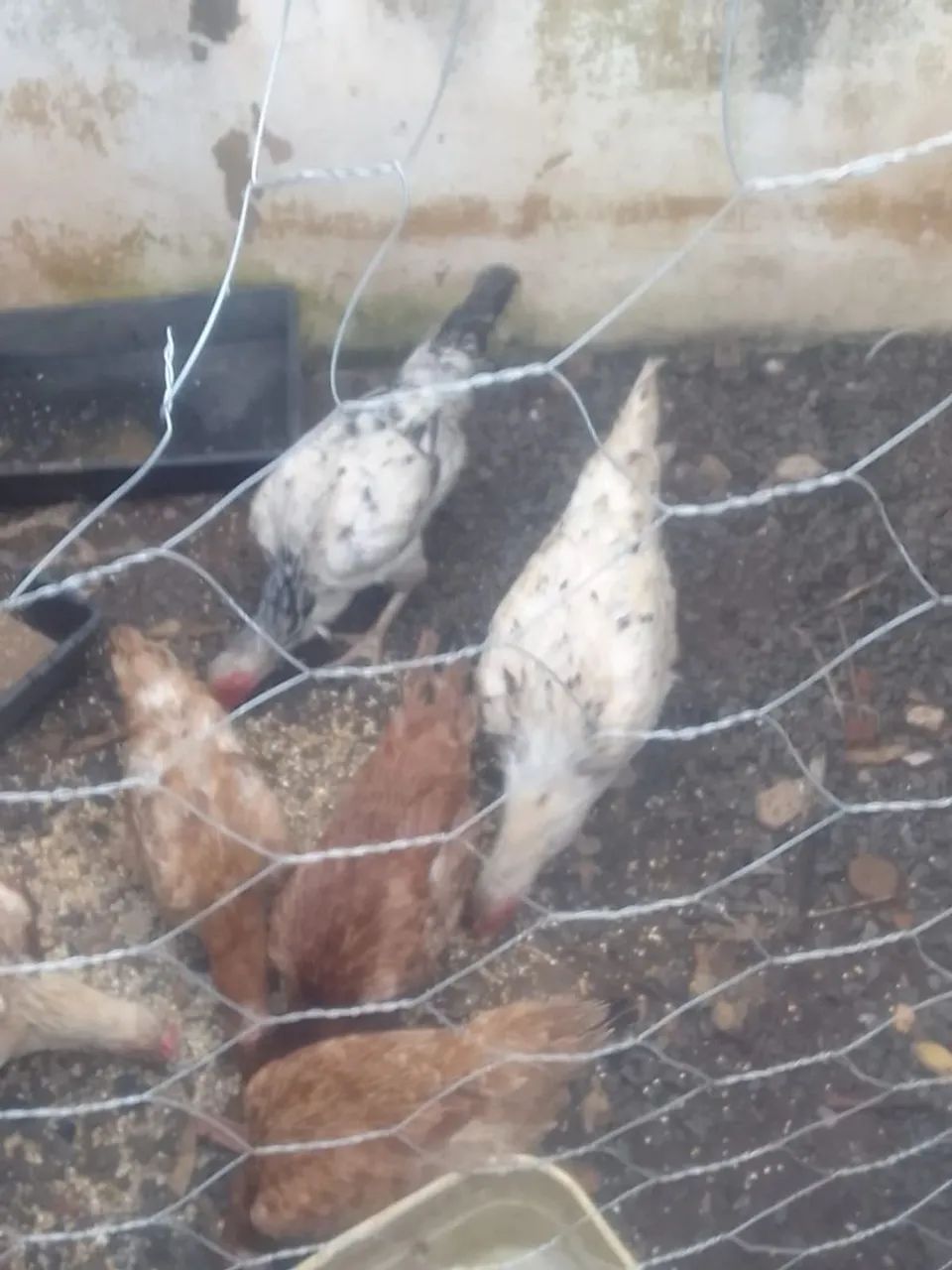 Galinha caipira botando 