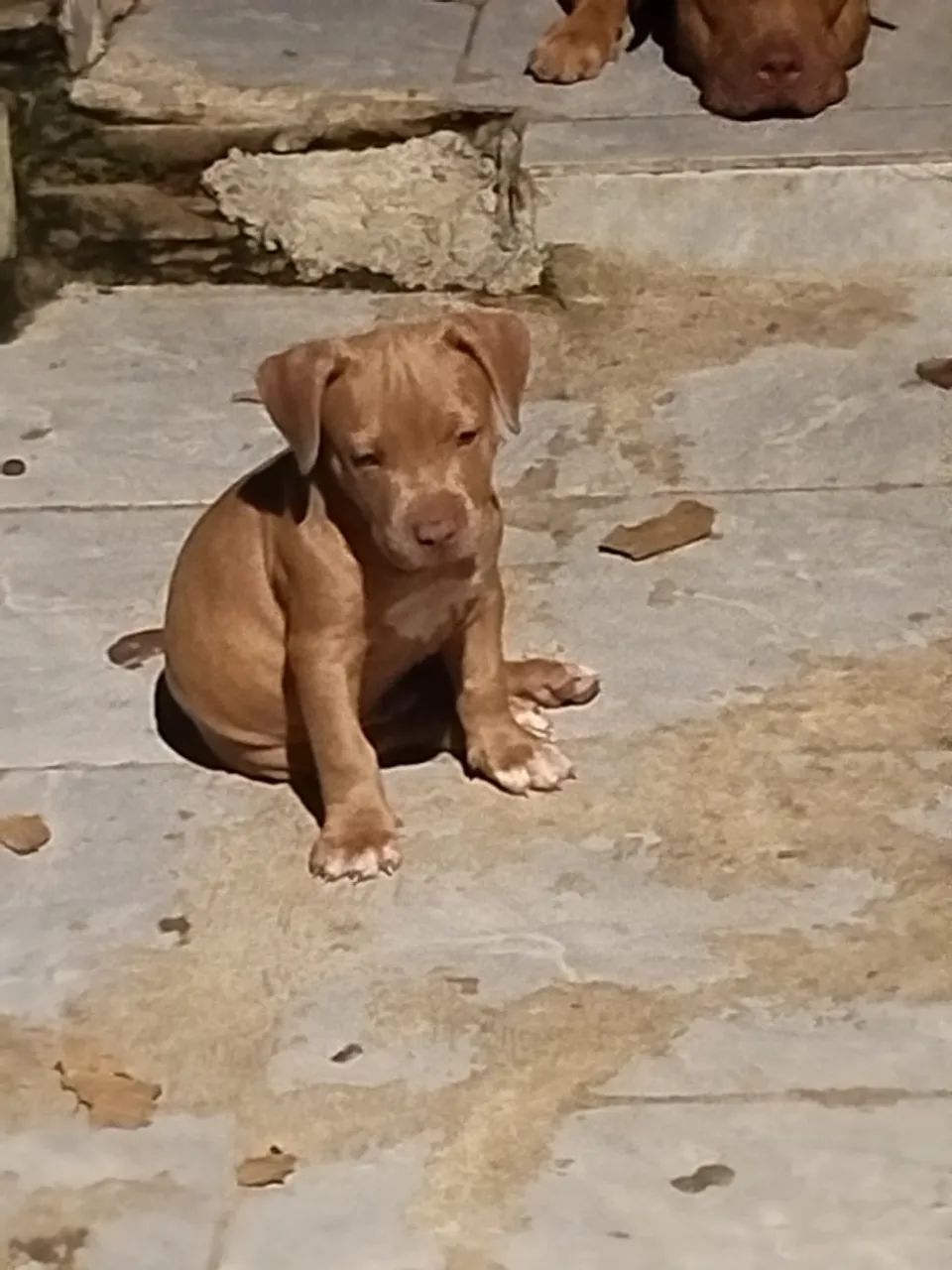Pitbull 2 mês, fêmea 500,00