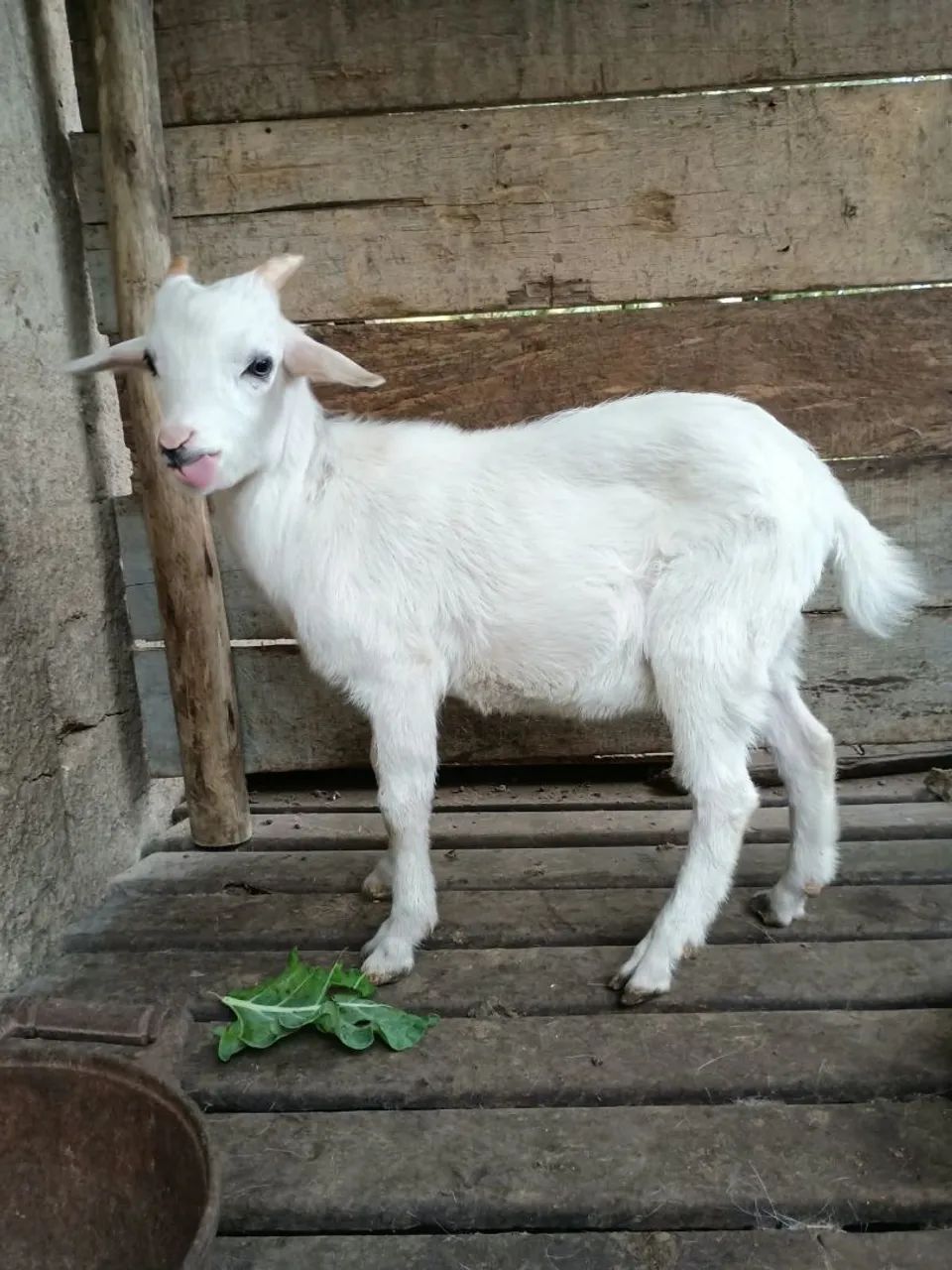 Mini cabra - Foto 4