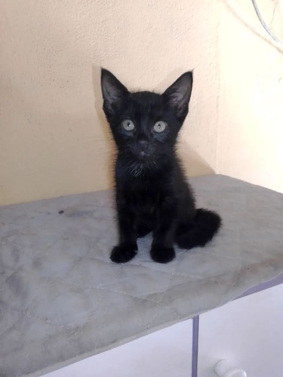 Gatinho macho pra adoção 