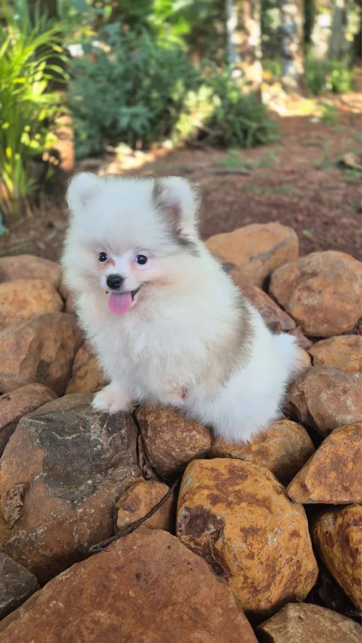 Spitz macho  - Foto 2
