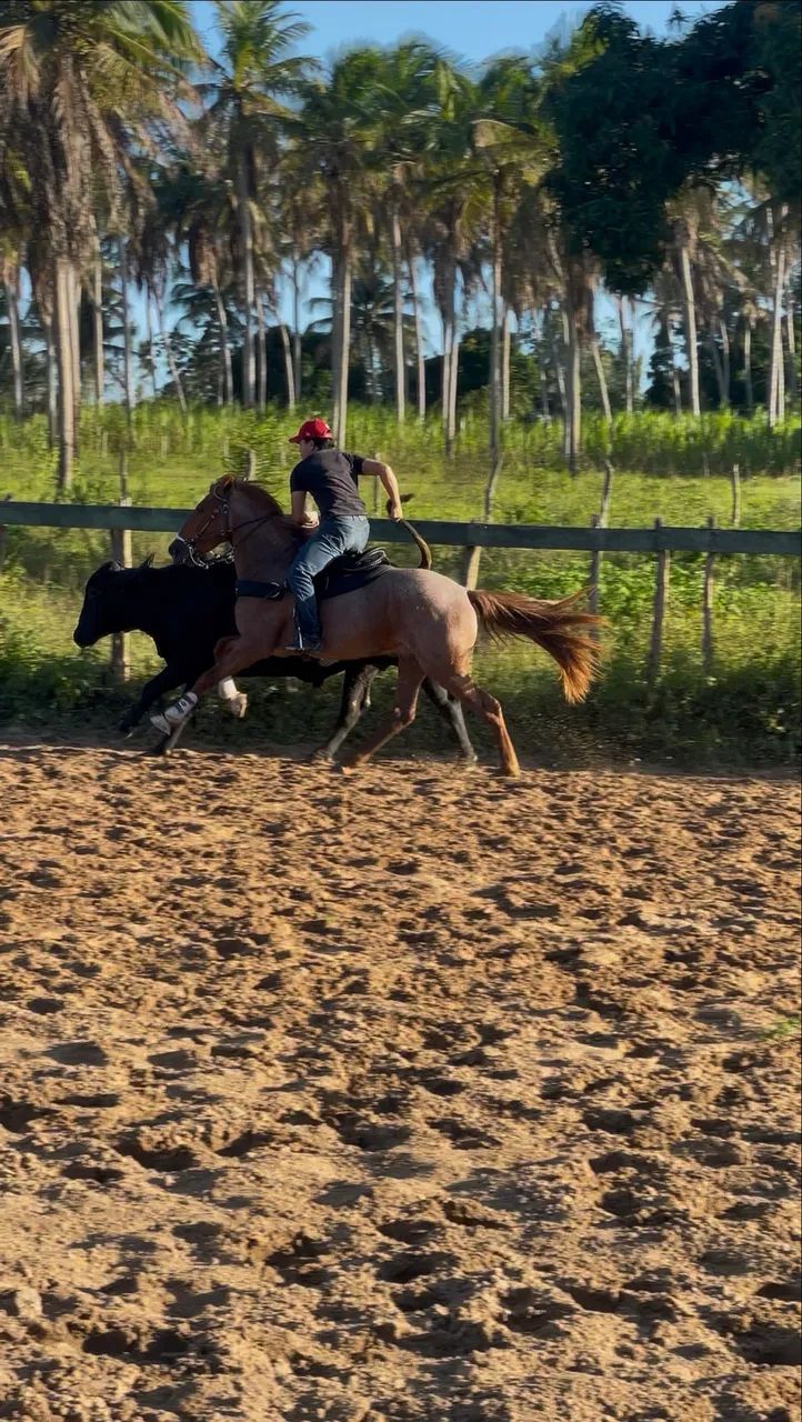 Cavalo de direita  - Foto 3