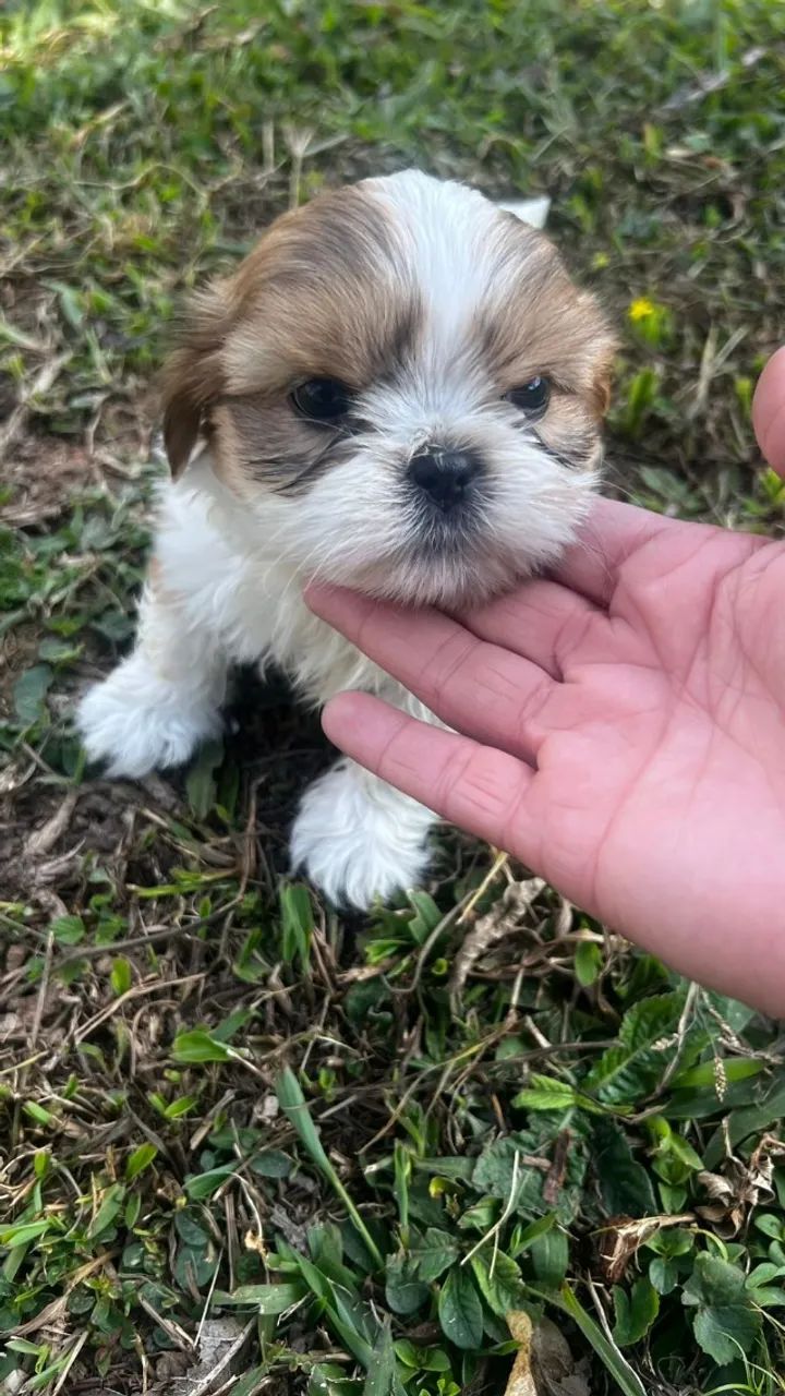 shihtzu com atitude de rei