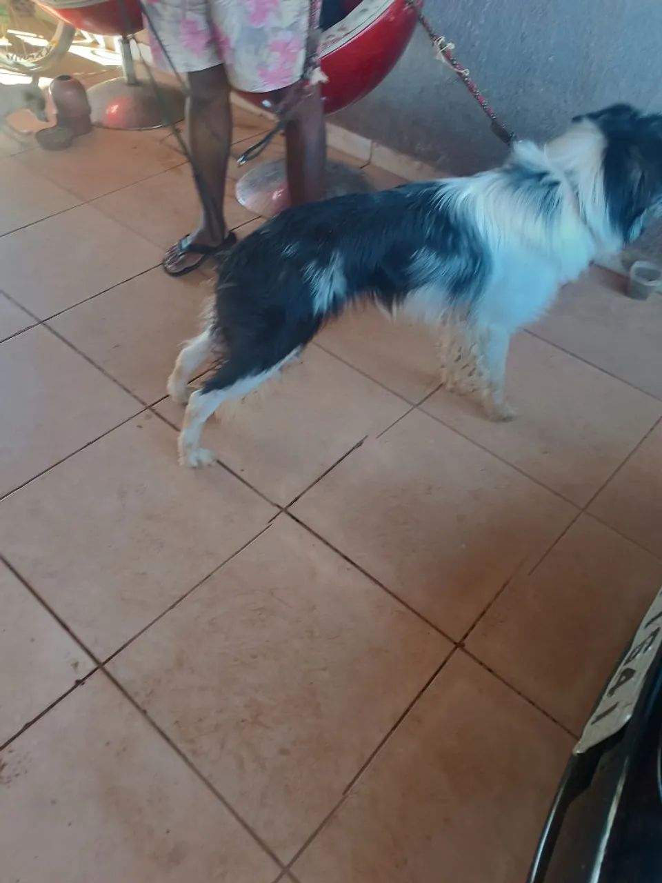 Cachorro  - Foto 5