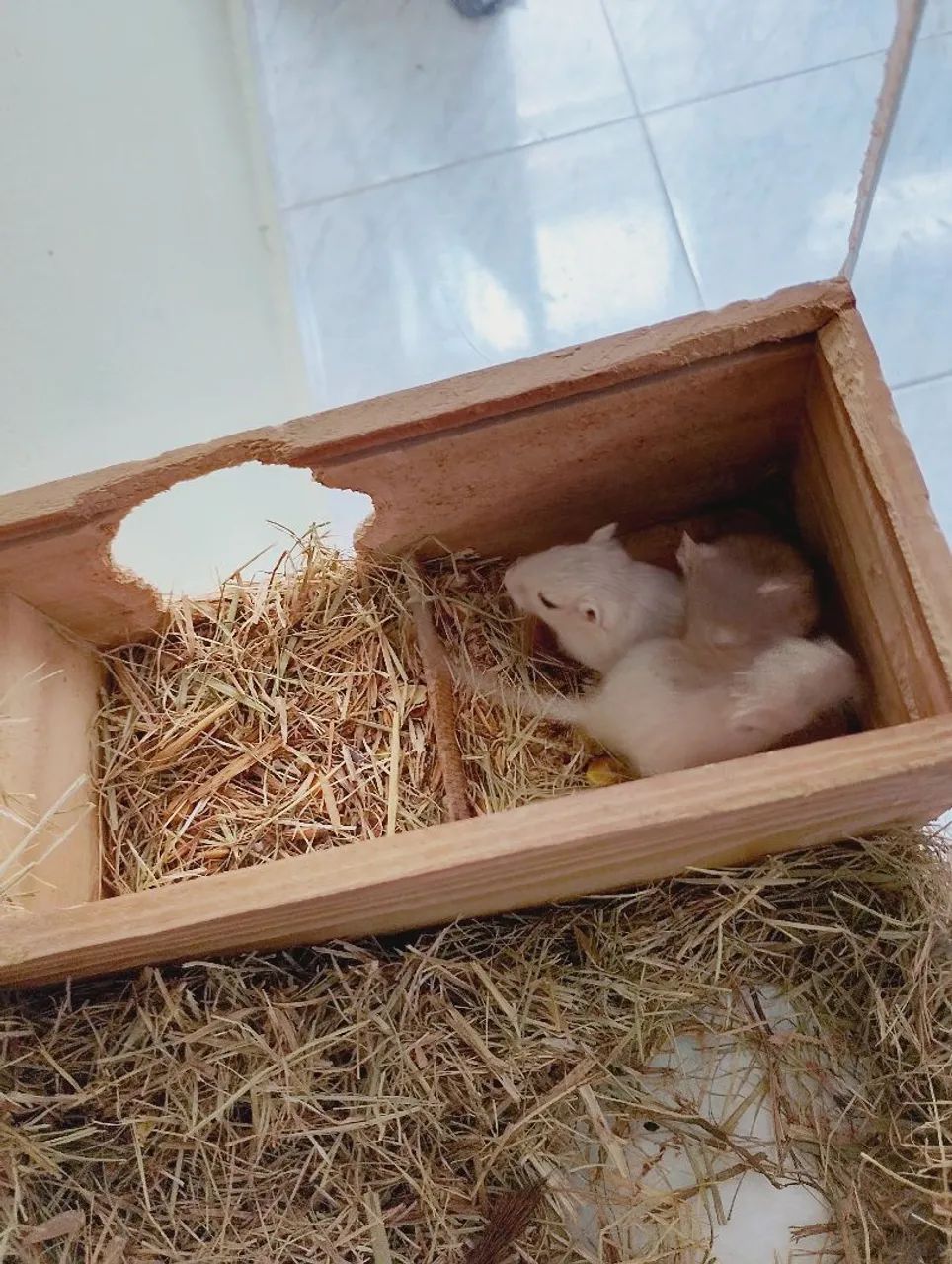 Esquilos da Mongólia, gerbil, gerbios