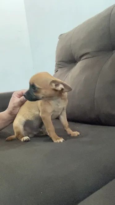 Chihuahua  - Foto 2
