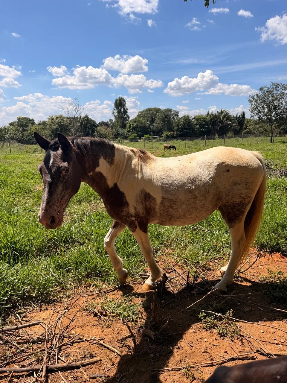 Égua Apaloosa domada 7 anos  - Foto 4