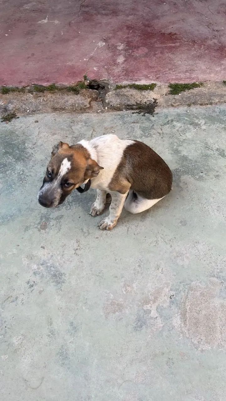 Doação cachorro macho 3 meses  - Foto 5