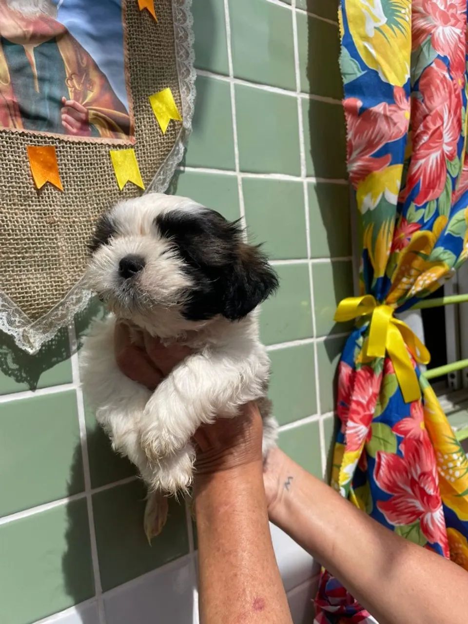 Lindos Filhotes de Shihtzu - Foto 3