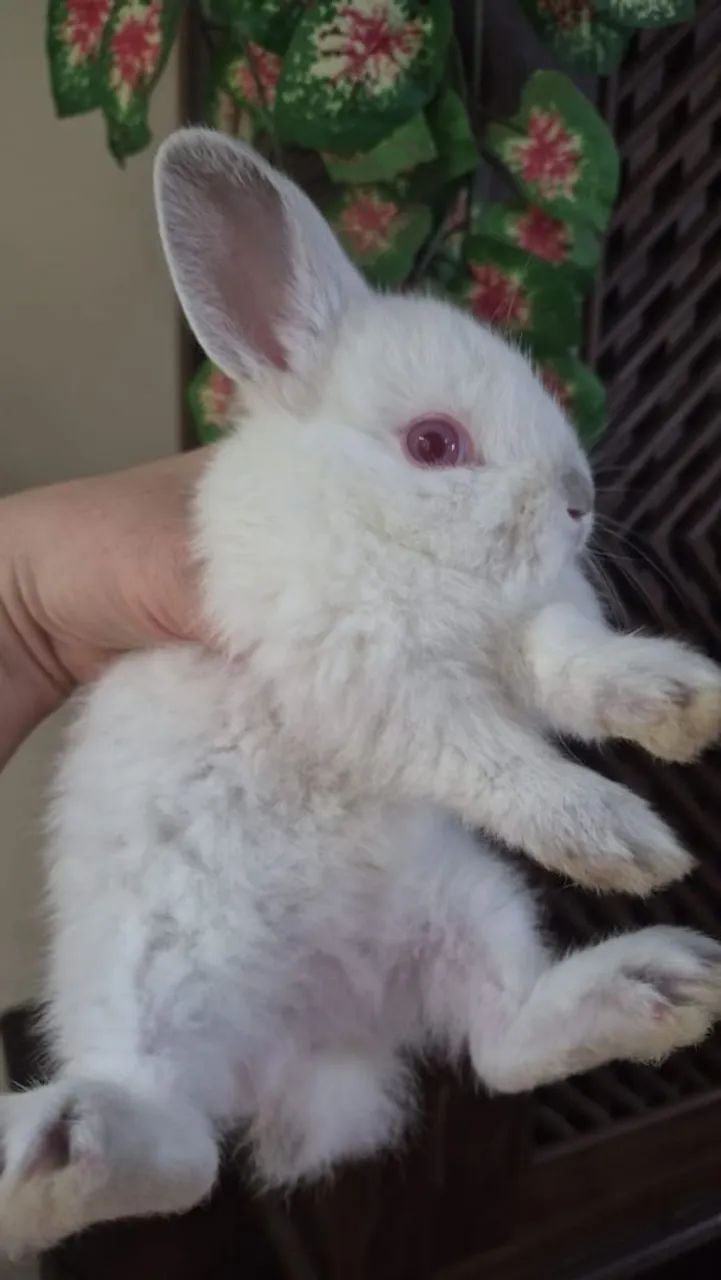 Mini coelho 