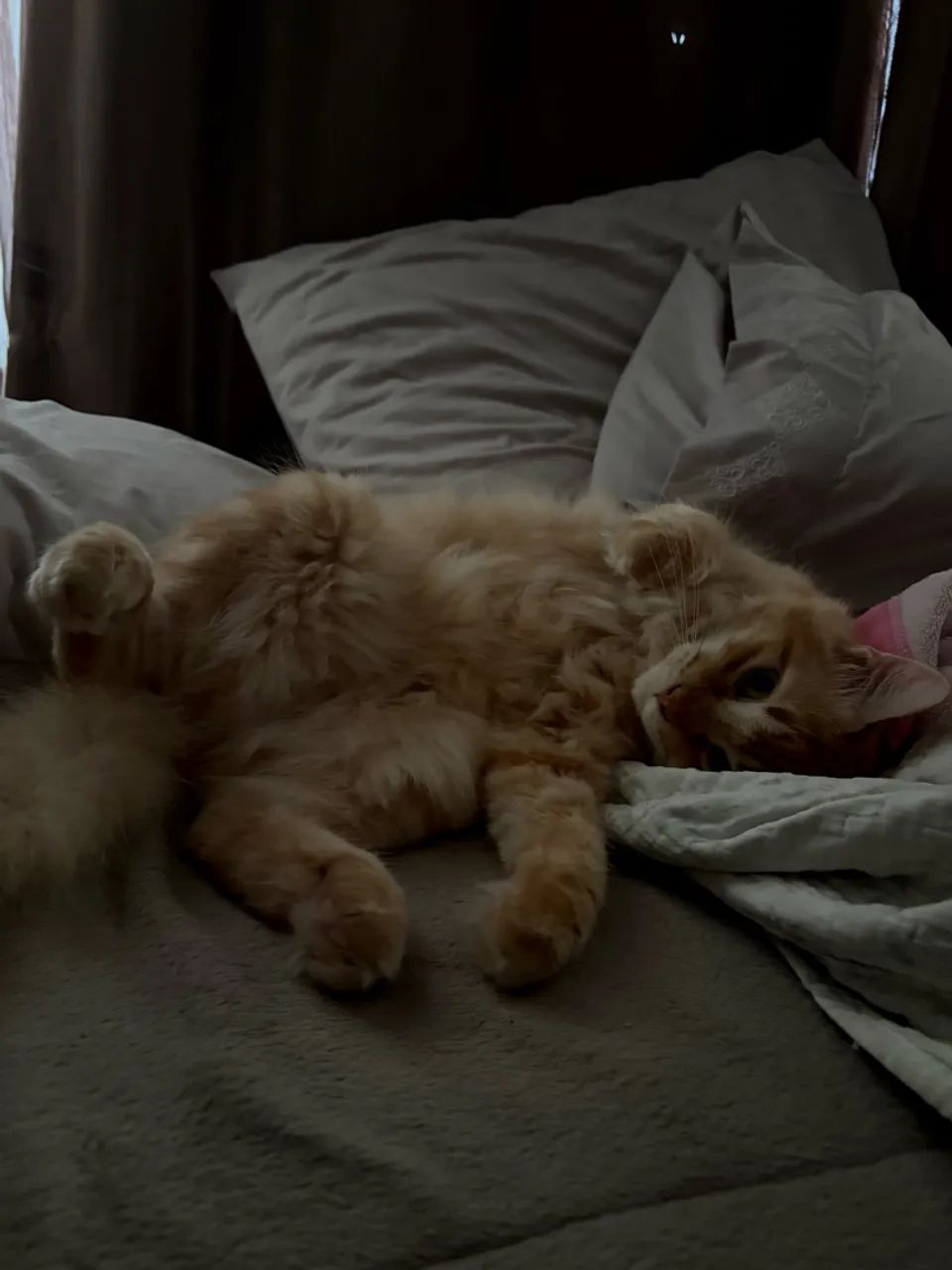 Doação gato pelo longo - Foto 4