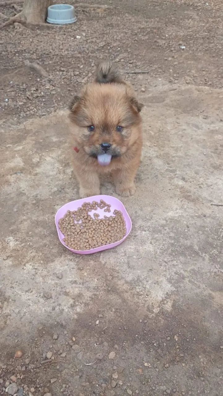 Filhote de Chow Chow  - Foto 3