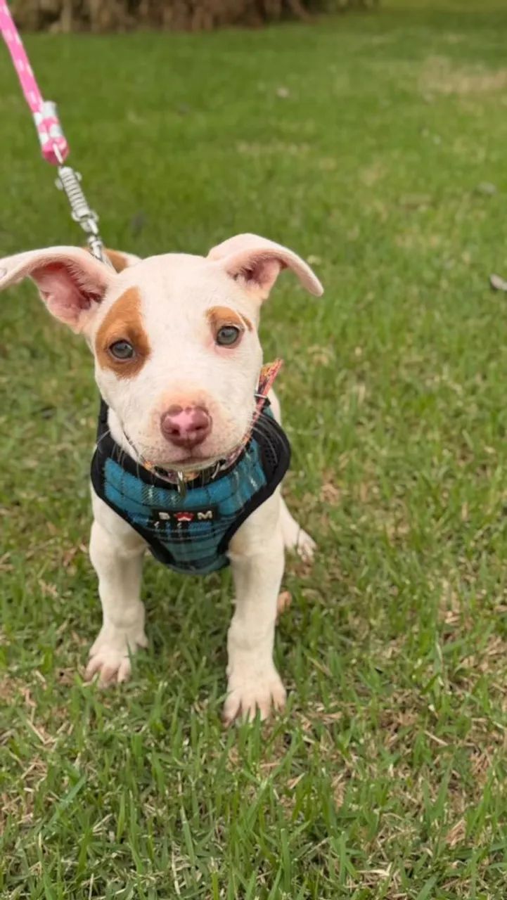 Vende se pitbull  - Foto 2