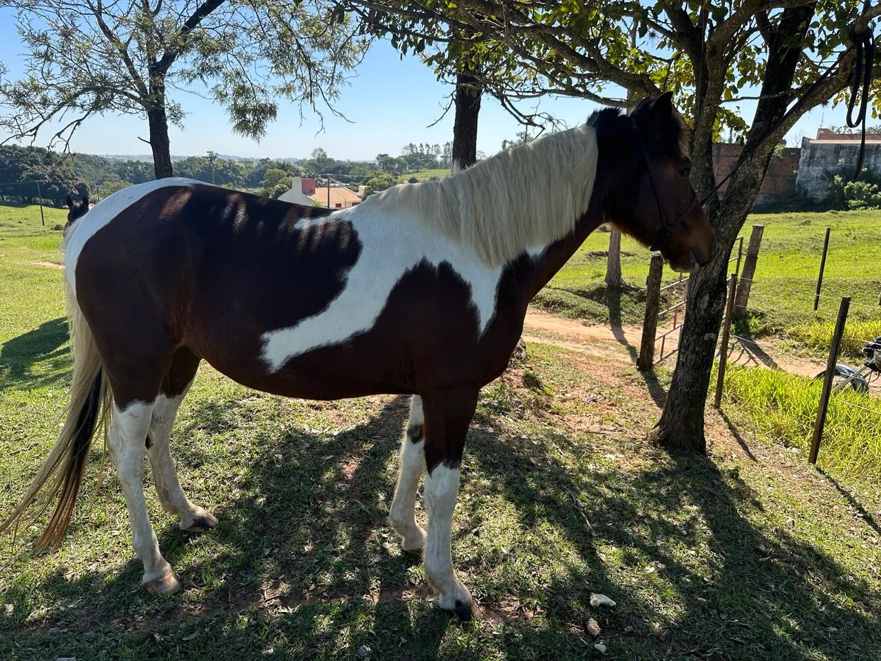 Cavalo valor 3700 - Foto 2