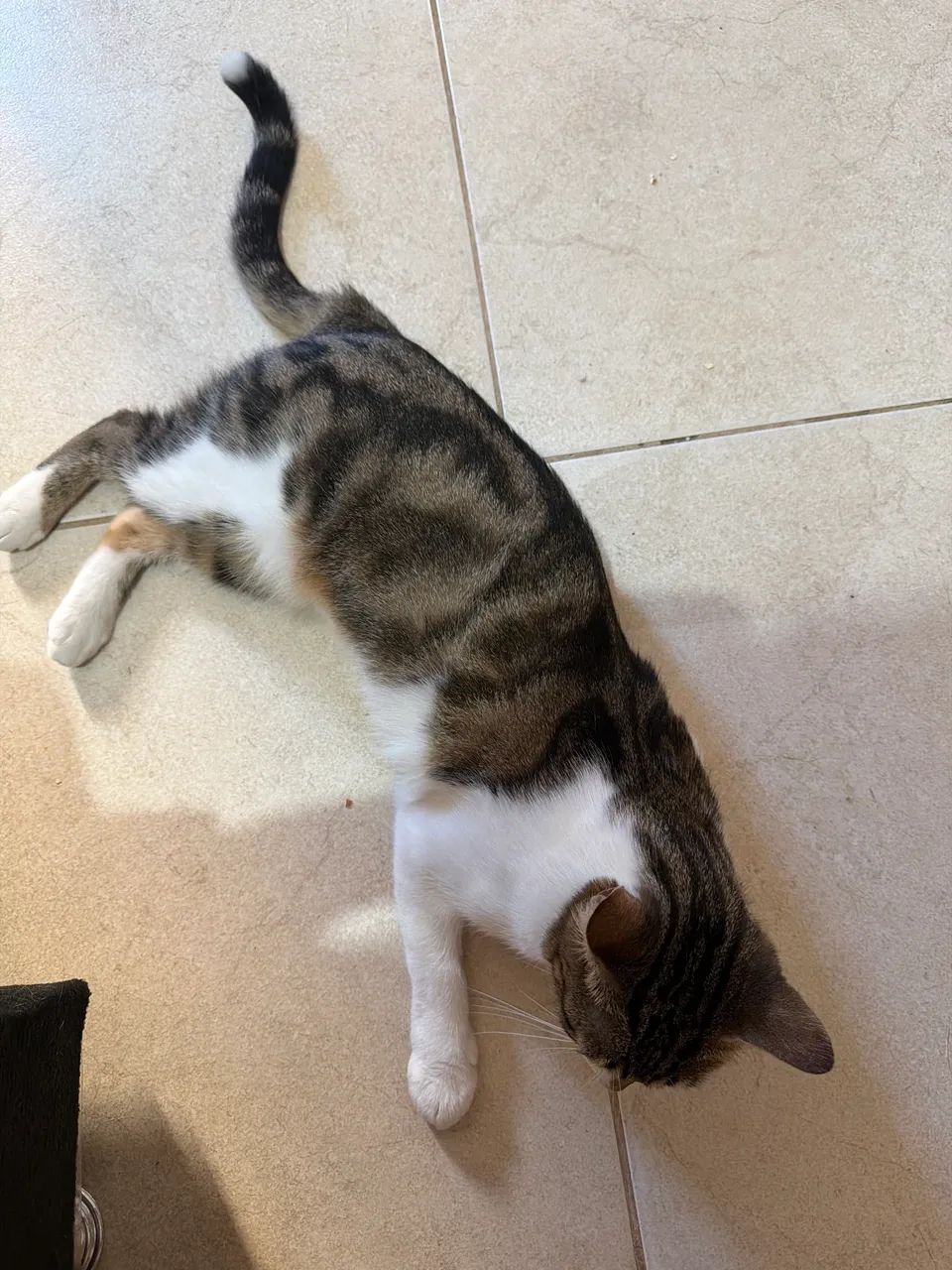 Gata fêmea castrada  - Foto 3