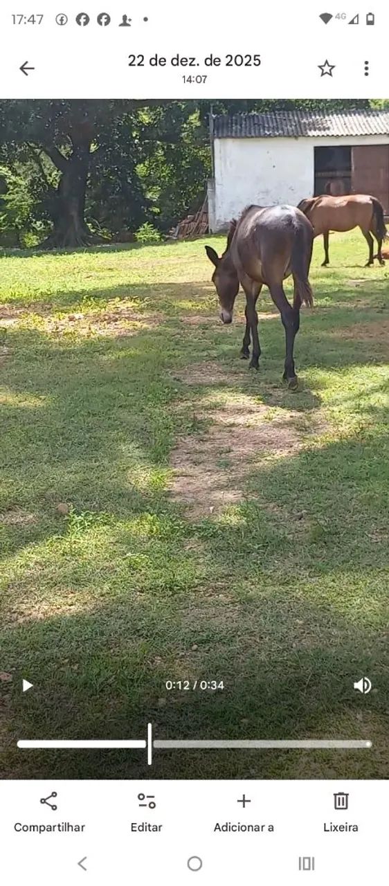 Vendo burro a ano e dois meses  - Foto 6