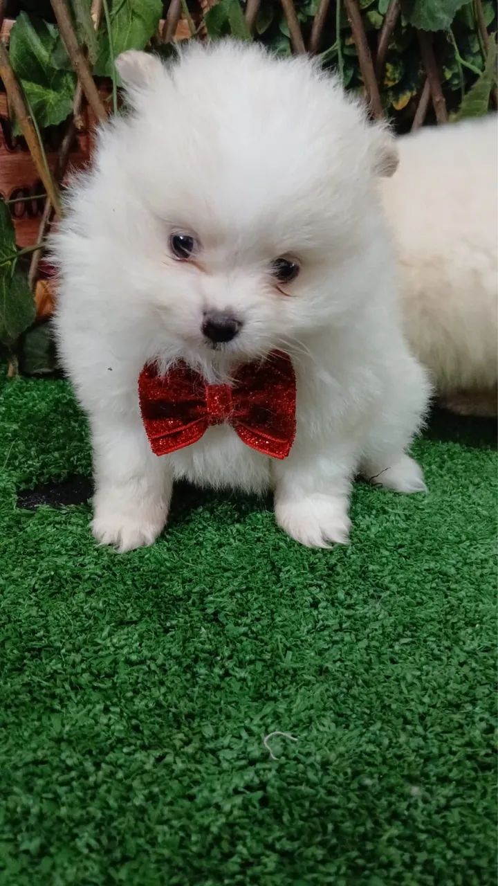 Spitz Alemão - Filhote Encantador - Foto 4